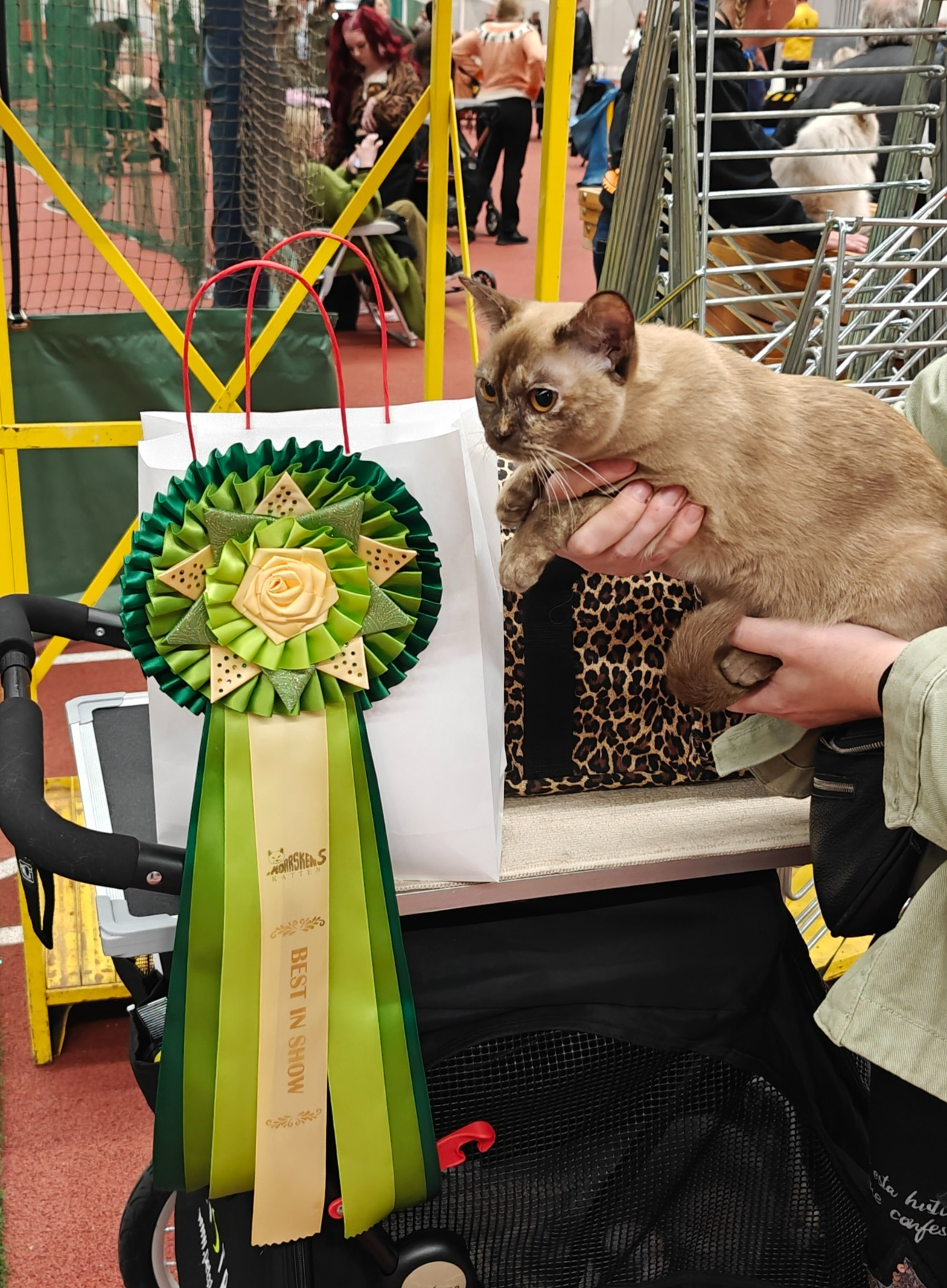 Kerttu Luulajassa 2x Best In Show!